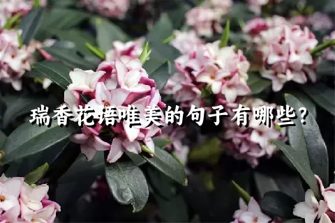瑞香花语唯美的句子有哪些？