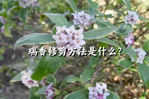 瑞香修剪方法是什么？