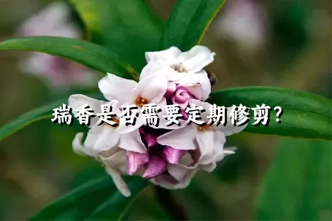 瑞香是否需要定期修剪？