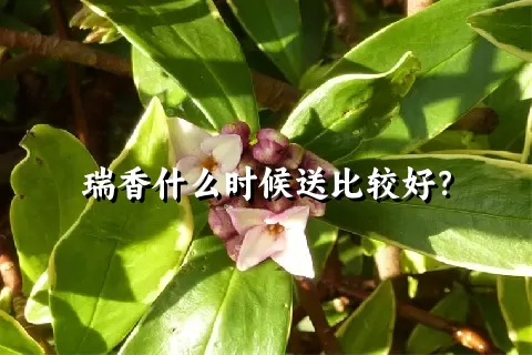 瑞香什么时候送比较好？