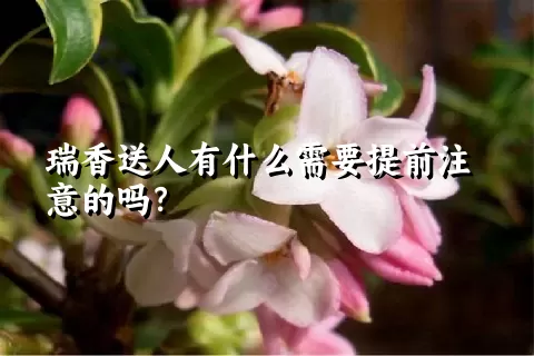 瑞香送人有什么需要提前注意的吗？