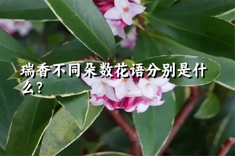 瑞香不同朵数花语分别是什么？