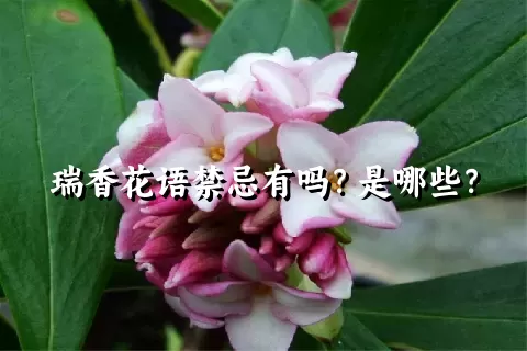 瑞香花语禁忌有吗？是哪些？