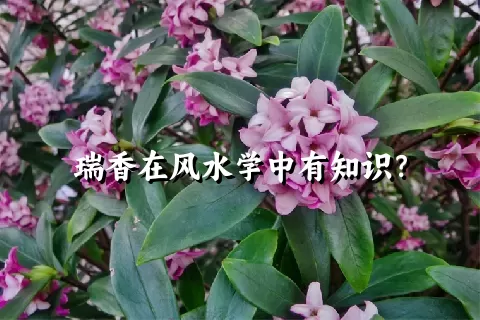 瑞香在风水学中有知识？