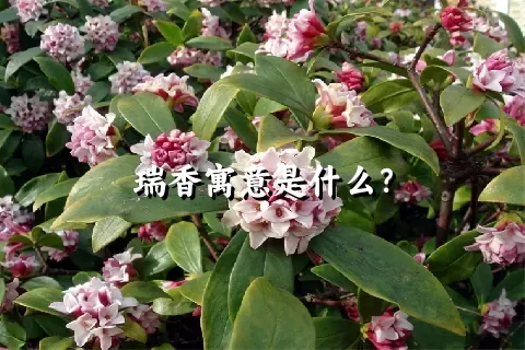 瑞香寓意是什么？