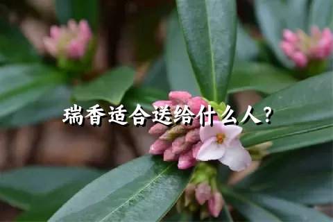 瑞香适合送给什么人？