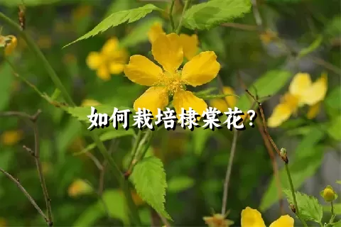 如何栽培棣棠花？