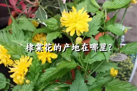 棣棠花的产地在哪里？