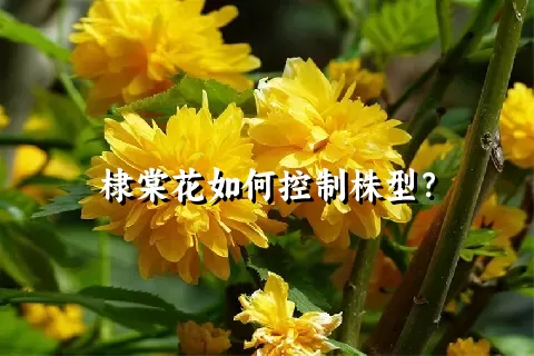 棣棠花如何控制株型？