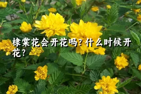 棣棠花会开花吗？什么时候开花？