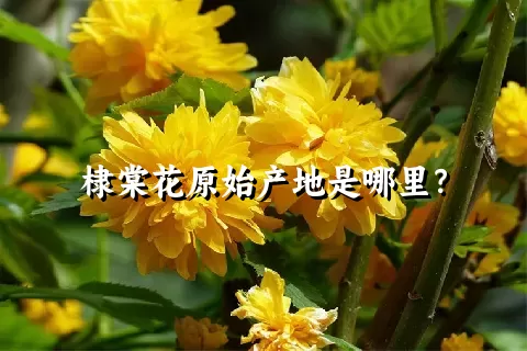棣棠花原始产地是哪里？