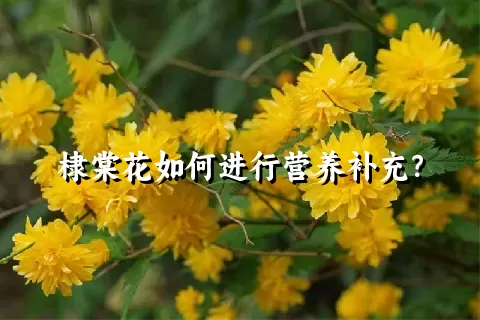 棣棠花如何进行营养补充？