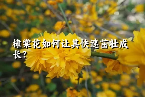 棣棠花如何让其快速茁壮成长？