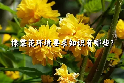 棣棠花环境要求知识有哪些？