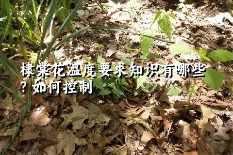 棣棠花温度要求知识有哪些？如何控制