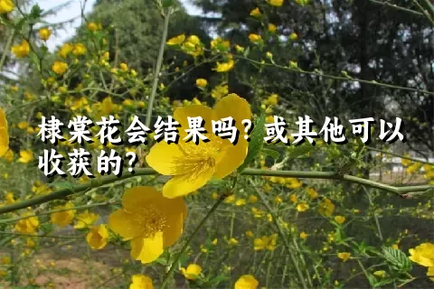 棣棠花会结果吗？或其他可以收获的？