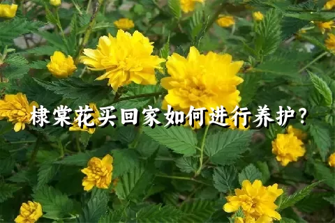 棣棠花买回家如何进行养护？
