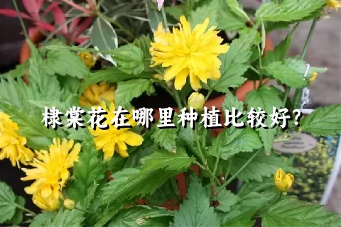 棣棠花在哪里种植比较好？