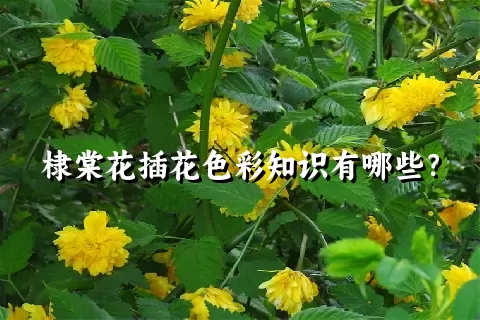 棣棠花插花色彩知识有哪些？