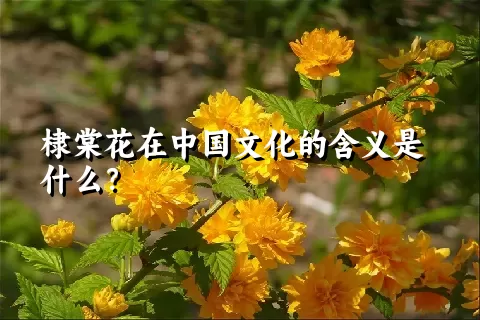 棣棠花在中国文化的含义是什么？