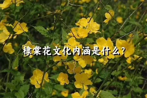 棣棠花文化内涵是什么？