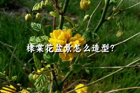 棣棠花盆景怎么造型？