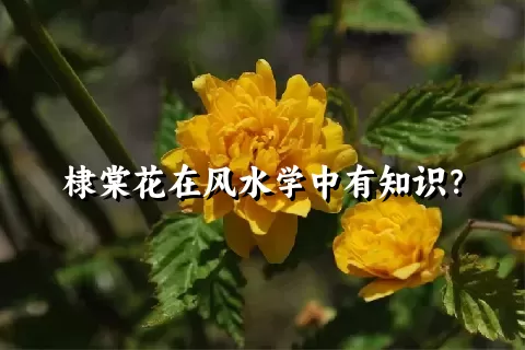 棣棠花在风水学中有知识？