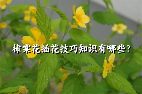 棣棠花插花技巧知识有哪些？