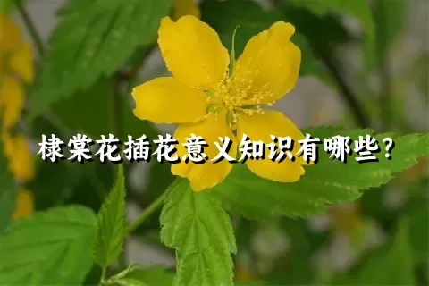 棣棠花插花意义知识有哪些？