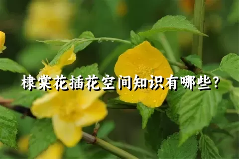 棣棠花插花空间知识有哪些？
