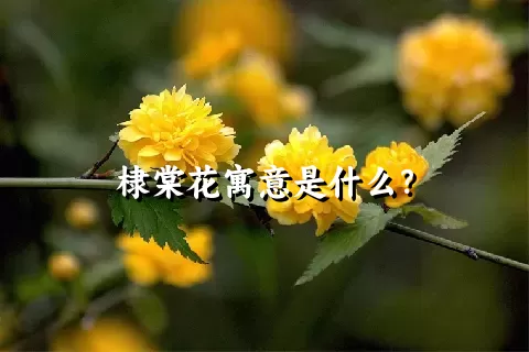 棣棠花寓意是什么？