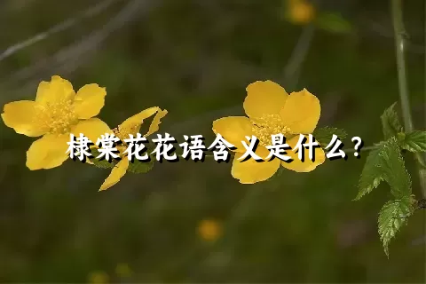 棣棠花花语含义是什么？