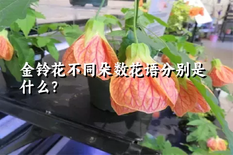 金铃花不同朵数花语分别是什么？