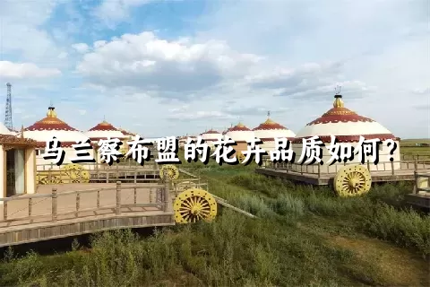 乌兰察布盟的花卉品质如何？