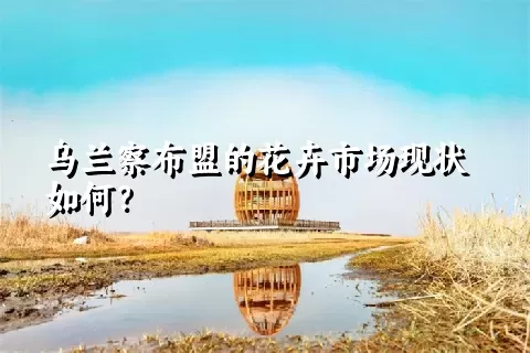 乌兰察布盟的花卉市场现状如何？