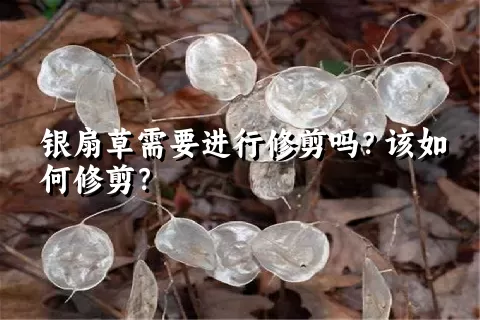 银扇草需要进行修剪吗？该如何修剪？
