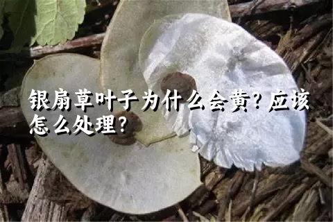 银扇草叶子为什么会黄？应该怎么处理？