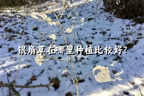 银扇草在哪里种植比较好？