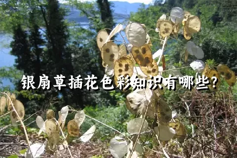 银扇草插花色彩知识有哪些？