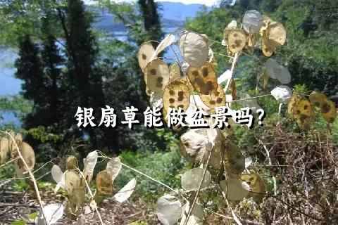 银扇草能做盆景吗？