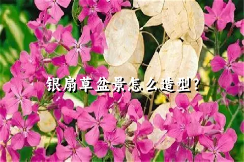 银扇草盆景怎么造型？