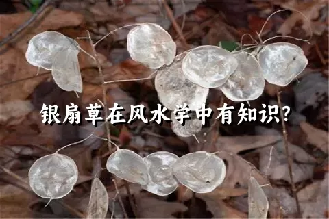 银扇草在风水学中有知识？