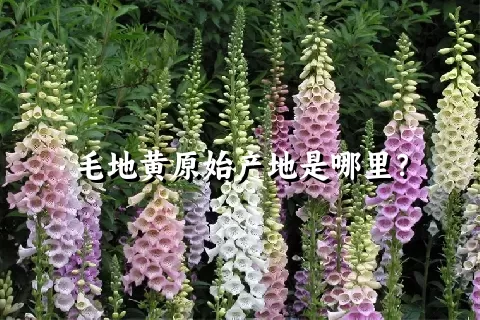 毛地黄原始产地是哪里？