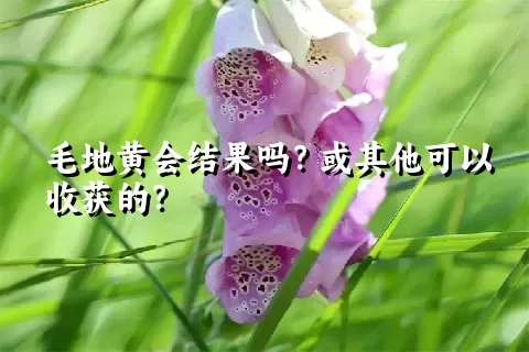 毛地黄会结果吗？或其他可以收获的？