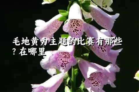 毛地黄为主题的比赛有那些？在哪里