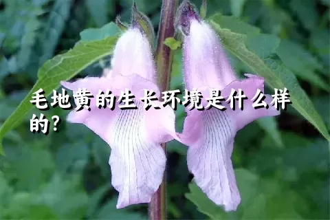 毛地黄的生长环境是什么样的？
