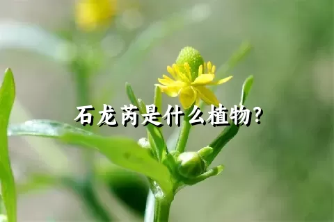石龙芮是什么植物？