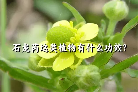石龙芮这类植物有什么功效？