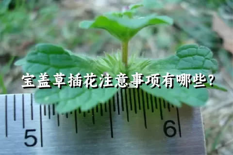 宝盖草插花注意事项有哪些？