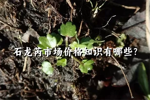 石龙芮市场价格知识有哪些？